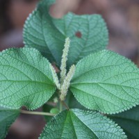 Boehmeria rugosissima (Reinw. ex Blume) Miq.